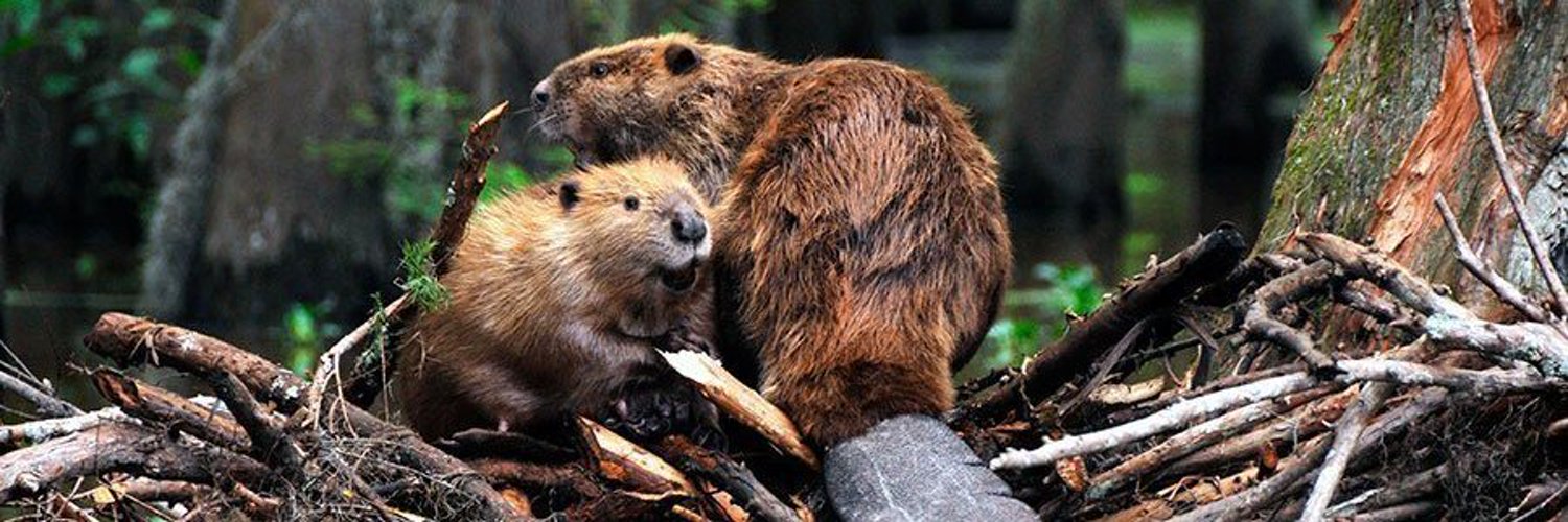 bobzubov.base.eth Basenames (.base.eth domains) based on ENS PFP